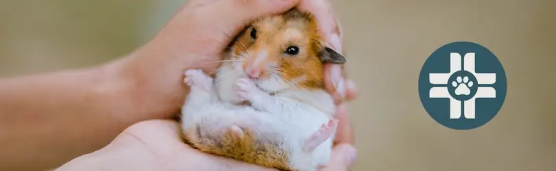 Hamster Skin Problems: Causes and First Aid for Your Pet - VetBilim