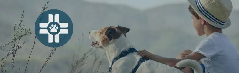 gabapentin dogs increased urination